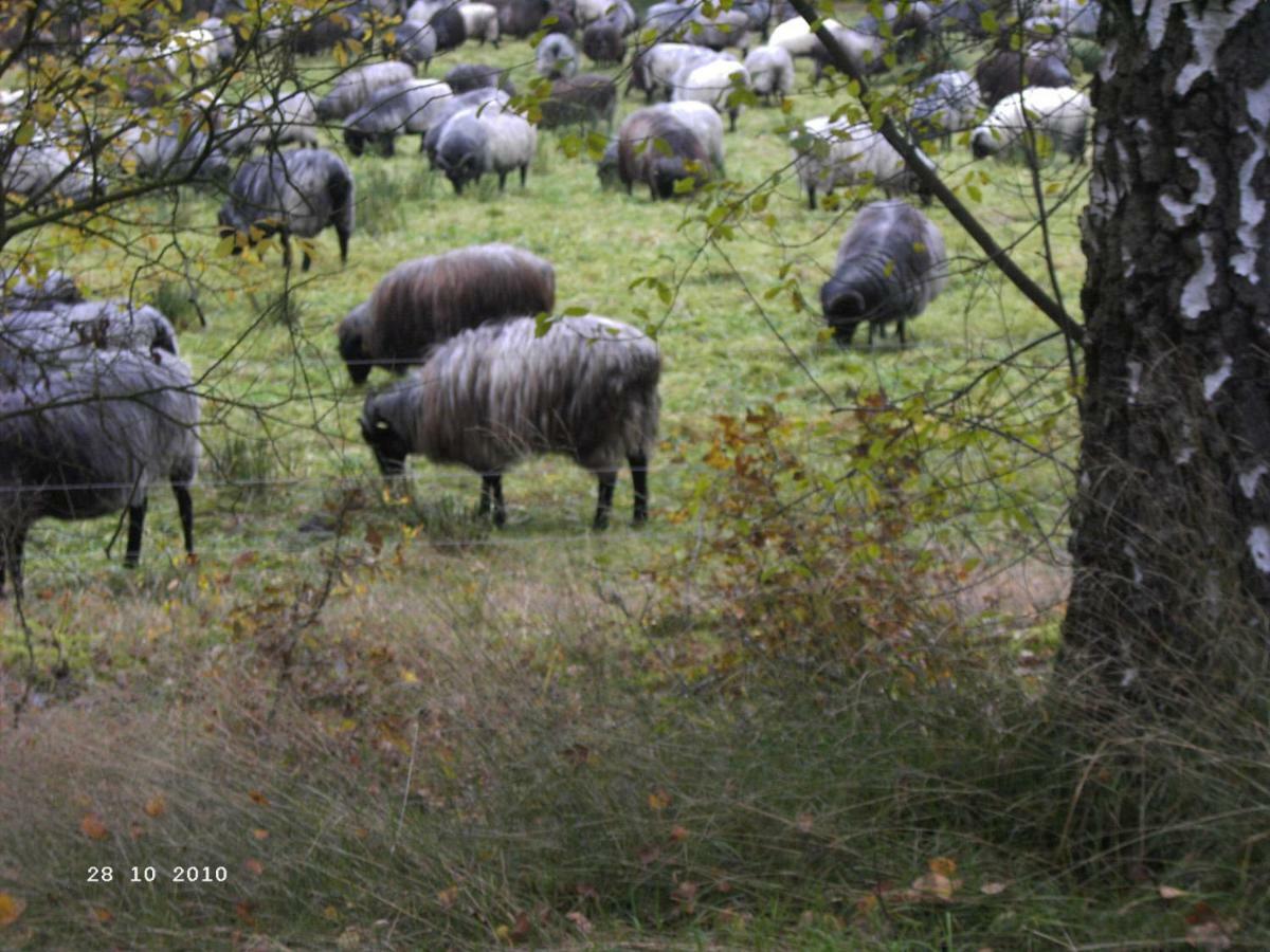 Ferienhaus Huus Ton Witten Barg Undeloh Esterno foto