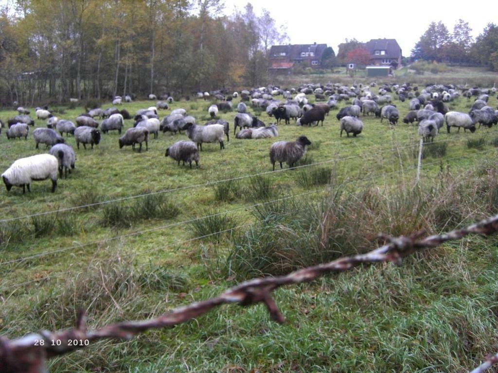 Ferienhaus Huus Ton Witten Barg Undeloh Esterno foto